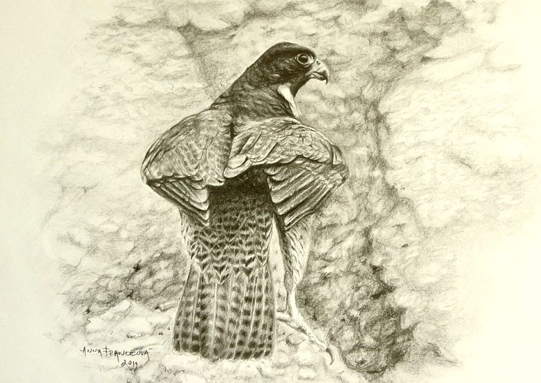 Peregrine falcon